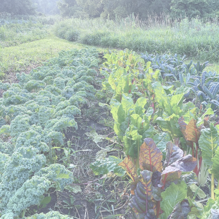 vegetable field